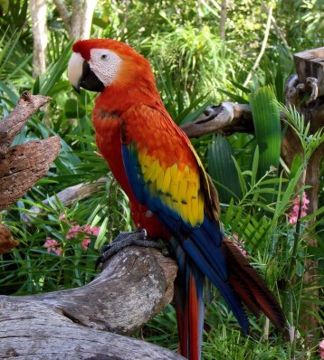http://raoahsan.files.wordpress.com/2010/07/scarlet-macaw-ara-macao.jpg?w=358&h=400